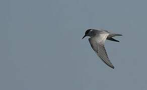 Whiskered Tern