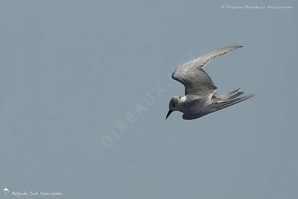 Whiskered Tern