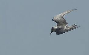 Whiskered Tern