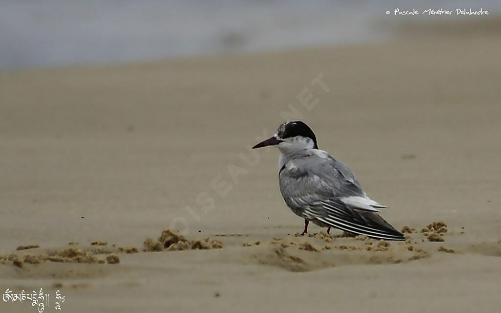 Whiskered Tern