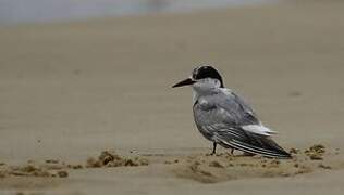 Whiskered Tern