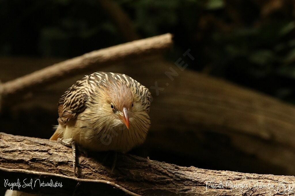 Guira cantara