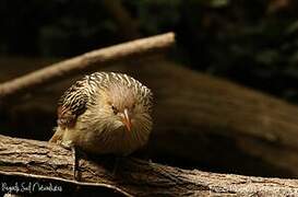 Guira Cuckoo