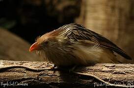 Guira Cuckoo