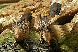 Guira Cuckoo