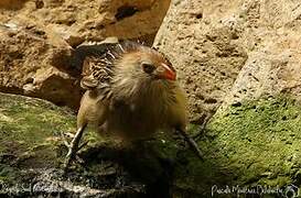 Guira Cuckoo