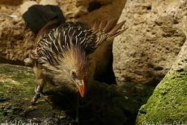 Guira Cuckoo