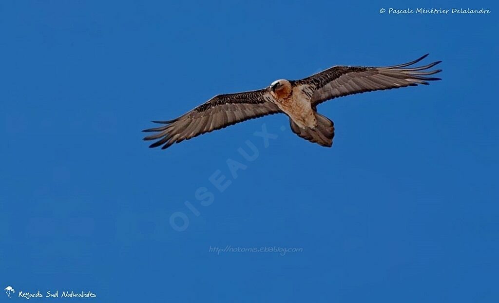 Bearded Vulture