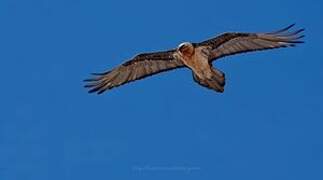 Bearded Vulture