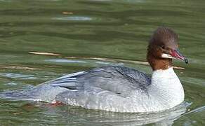 Common Merganser