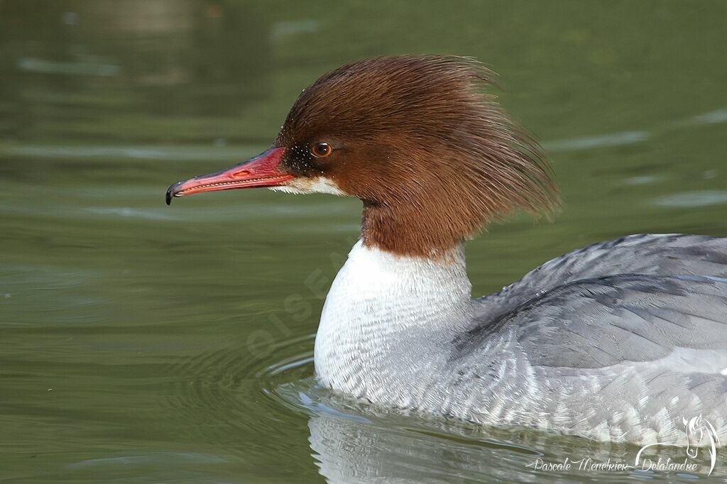 Common Merganser female