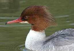 Common Merganser