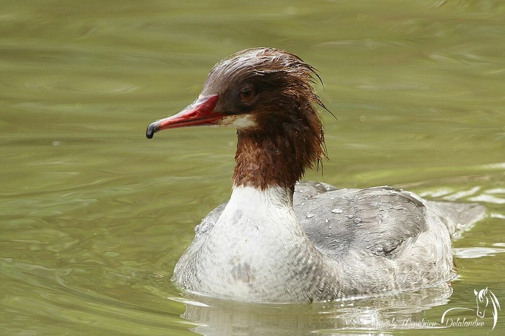 Common Merganser