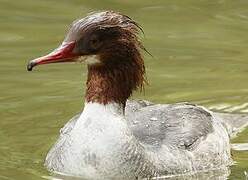 Common Merganser