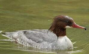 Common Merganser