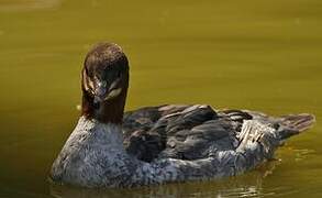 Common Merganser