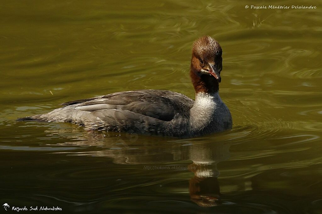 Common Merganser