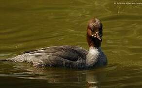 Common Merganser