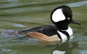 Hooded Merganser