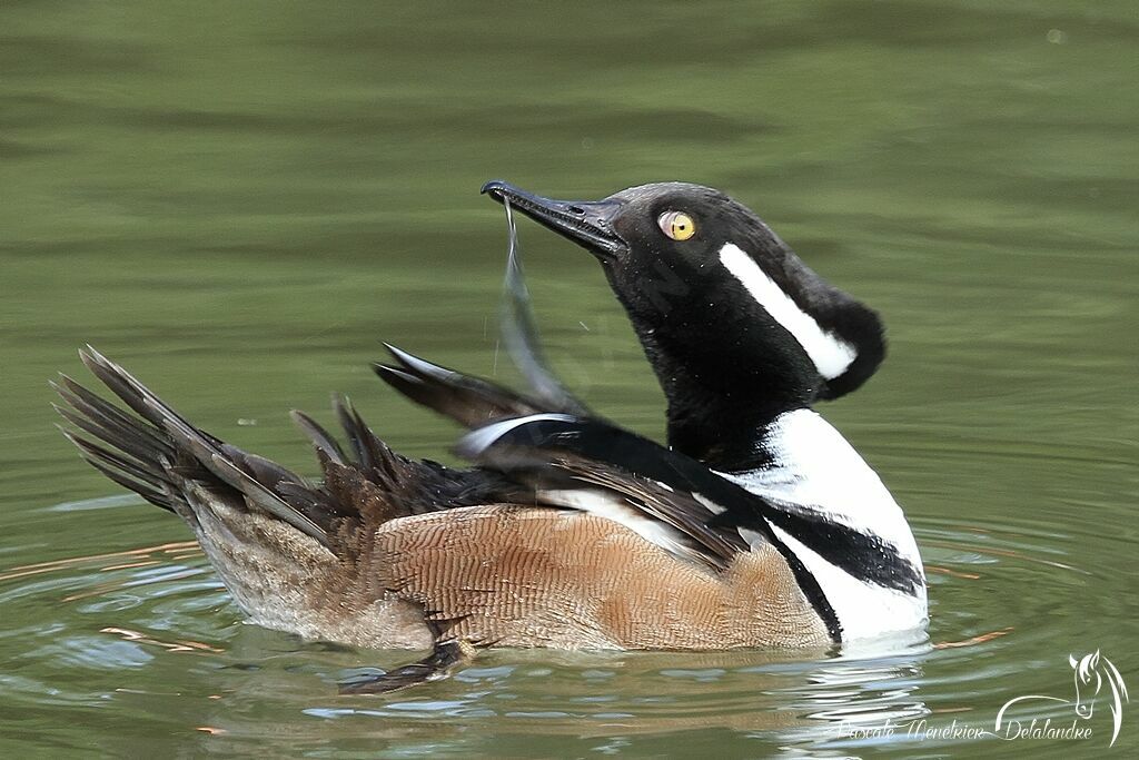 Hooded Merganser male