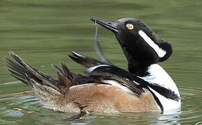 Hooded Merganser