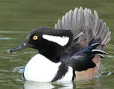 Hooded Merganser