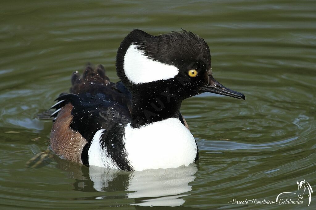 Hooded Merganser male