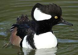 Hooded Merganser