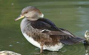 Hooded Merganser