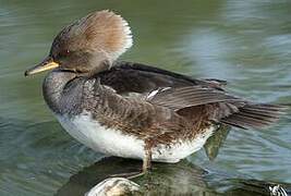 Hooded Merganser