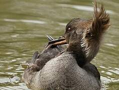 Hooded Merganser