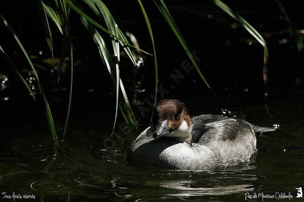 Smew