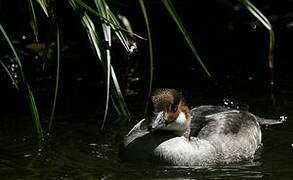 Smew