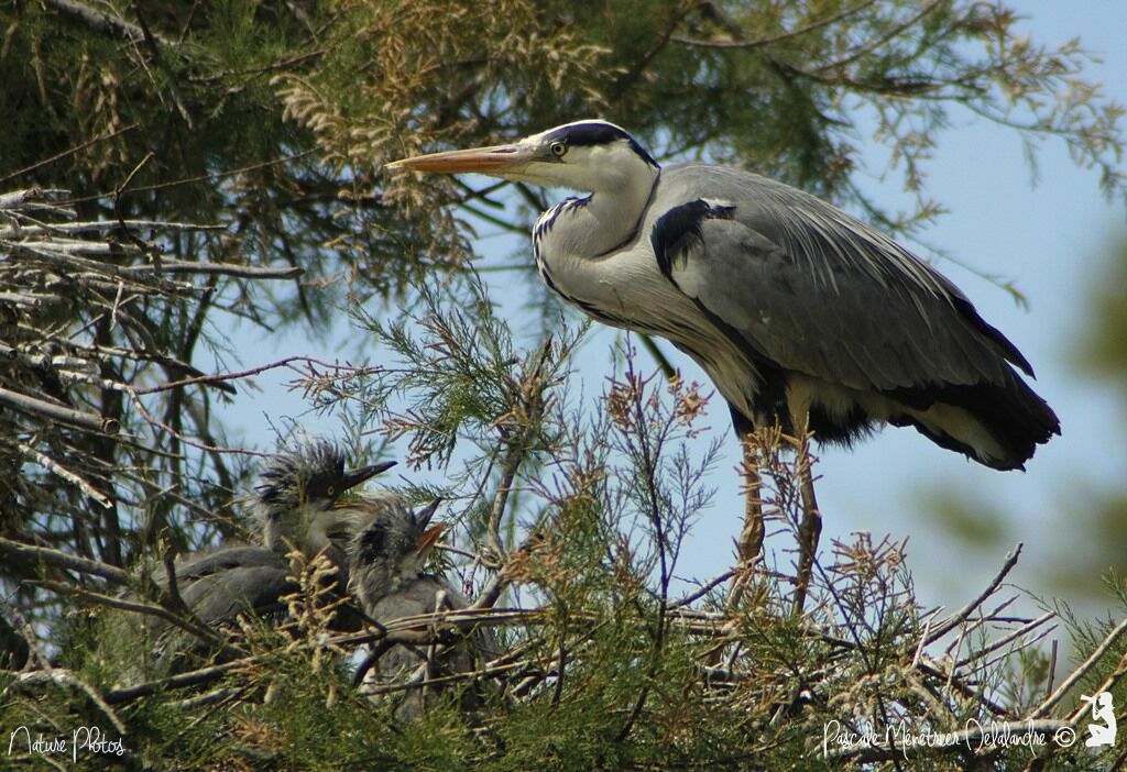 Grey Heron