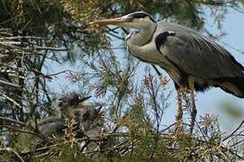 Grey Heron