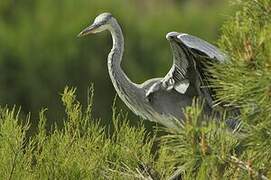 Grey Heron