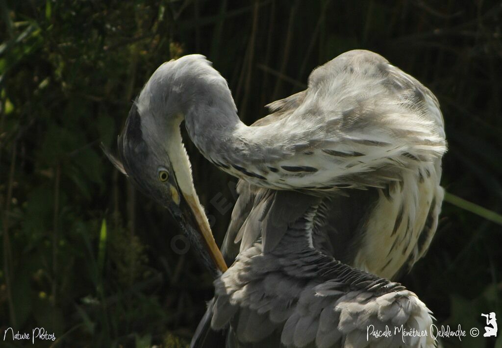 Grey Heron