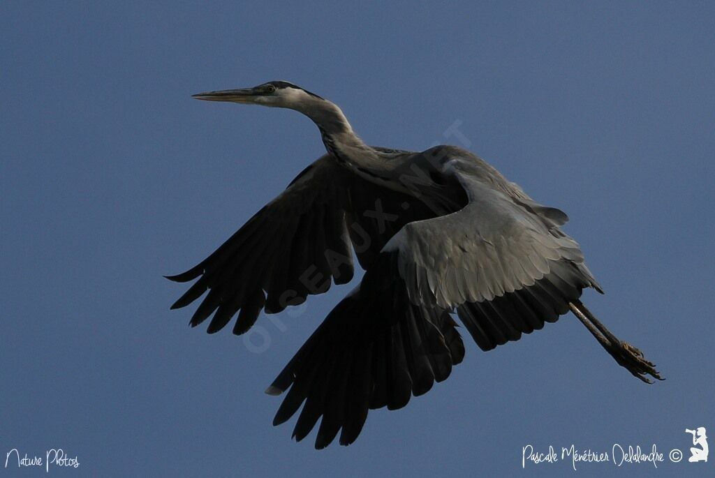 Grey Heron