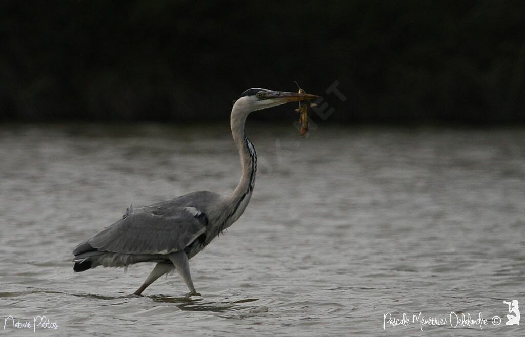 Grey Heron