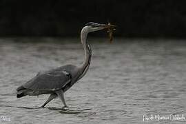 Grey Heron