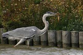 Grey Heron