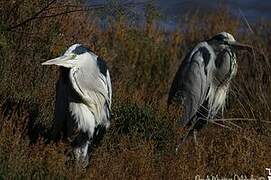 Grey Heron