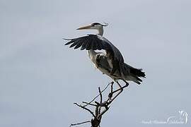 Grey Heron