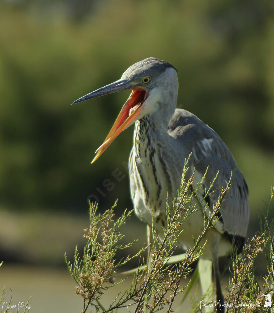 Grey Heron