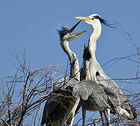 Grey Heron