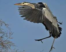 Grey Heron