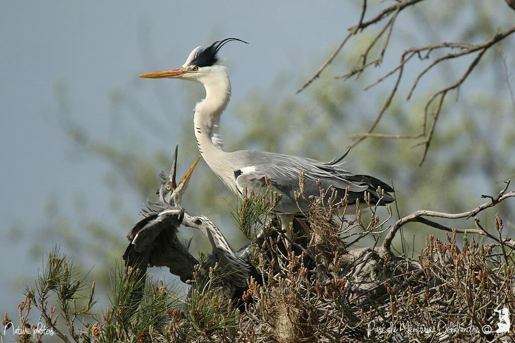 Grey Heron