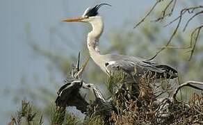 Grey Heron