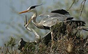 Grey Heron