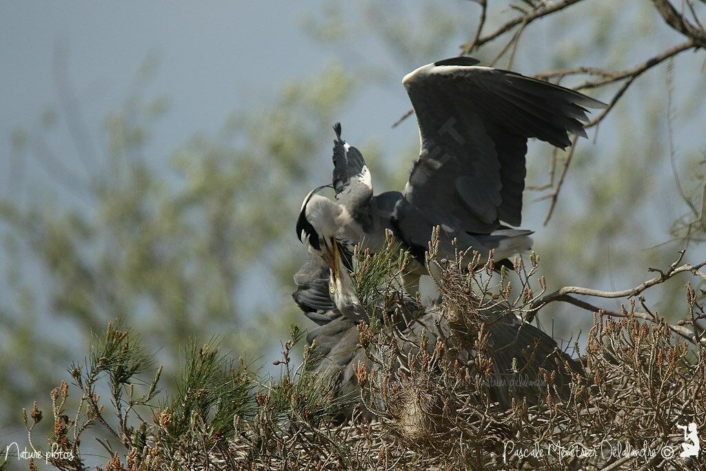 Grey Heron